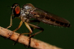 Asilidae