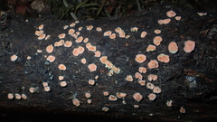 Aleurodiscus amorphus