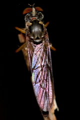 Asilidae