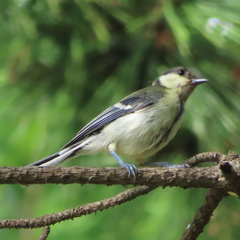 Parus minor