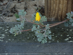 Eschscholzia californica maritima