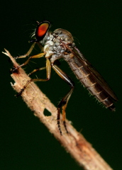 Asilidae