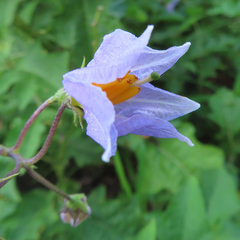 Solanum carolinense