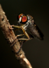 Asilidae