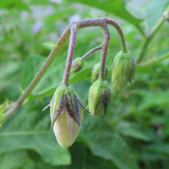 Solanum carolinense