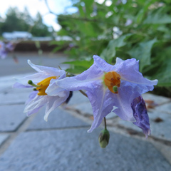 Solanum carolinense