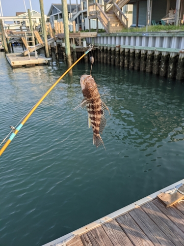 Rock Sea Bass