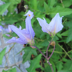 Solanum carolinense