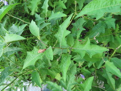 Solanum carolinense