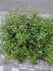 Solanum carolinense