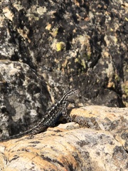 Sceloporus graciosus gracilis