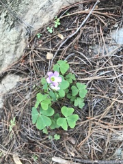 Oxalis metcalfei