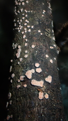 Aleurodiscus amorphus