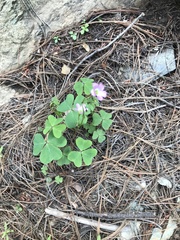 Oxalis metcalfei
