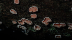 Aleurodiscus amorphus