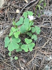 Oxalis metcalfei