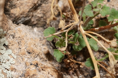 Perityle cochisensis