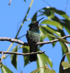 Colibri serrirostris