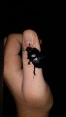Geotrupes stercorarius