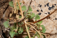 Perityle cochisensis