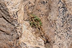 Perityle cochisensis