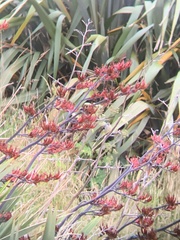 Motacilla cinerea