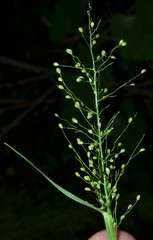 Dichanthelium polyanthes