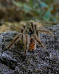 Phrixotrichus vulpinus