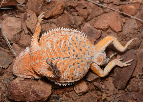 Greater Short-horned Lizard