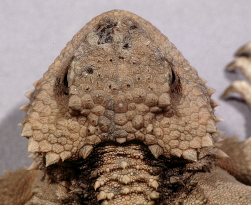 Greater Short-horned Lizard