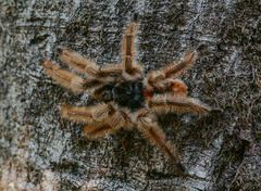 Phrixotrichus vulpinus