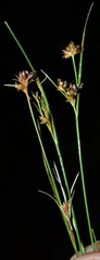 Rhynchospora rariflora