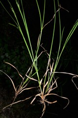 Rhynchospora rariflora