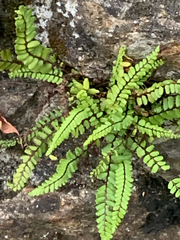 Asplenium trichomanes