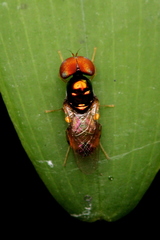 Microchrysa