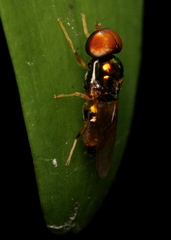 Microchrysa