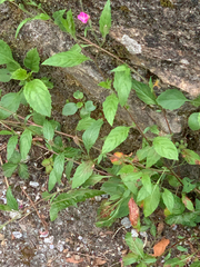 Oenothera rosea