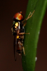 Microchrysa