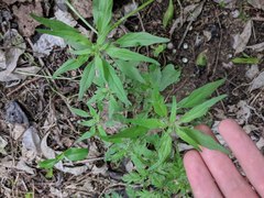 Parietaria pensylvanica