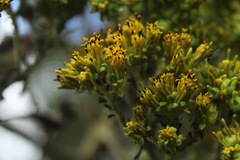 Verbesina crassiramea