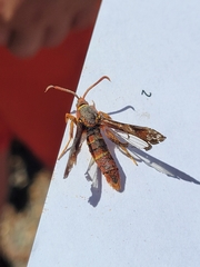 Paranthrene robiniae