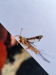 Paranthrene robiniae