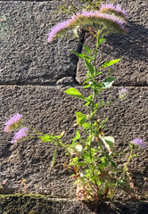 Trachelium caeruleum