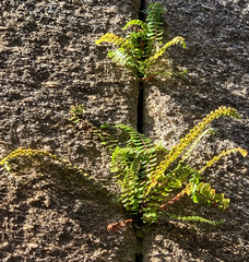 Asplenium trichomanes