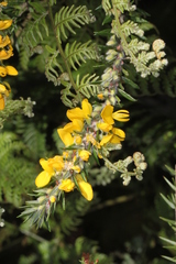 Aotus lanigera