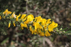 Aotus lanigera