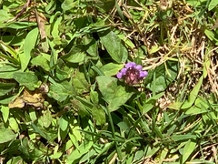 Prunella grandiflora