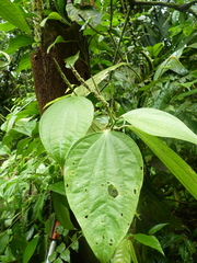 Piper reticulatum