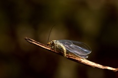 Nothochrysa fulviceps