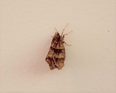 Selenia alciphearia